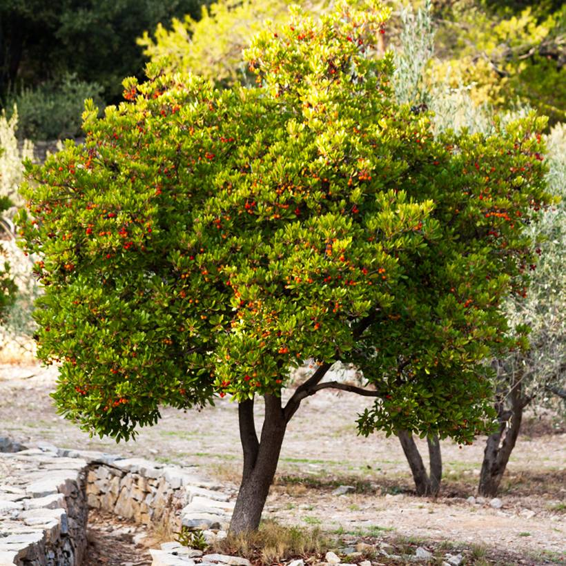 Arbutus unedo Compacta - Arbousier Pot de 2L/3L - Image 1