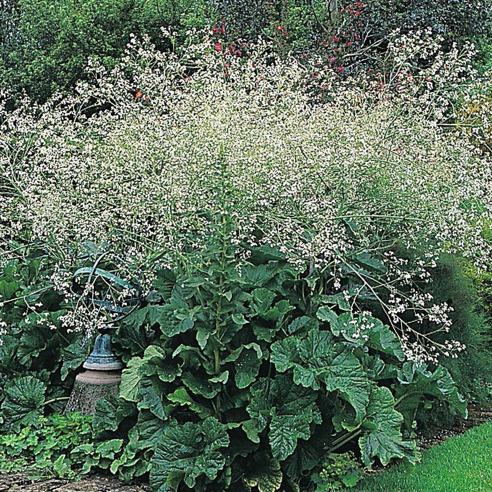 Graines de Crambe cordifolia - Chou nuage blanc le sachet de 10 graines environ (0,5g)