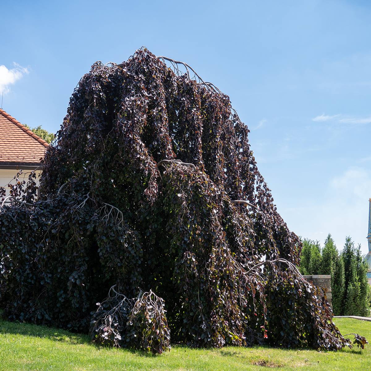 Promesse de Fleurs - Fagus sylvatica Purple Fountain - Hêtre pourpre pleureur Pot de 4L/5L