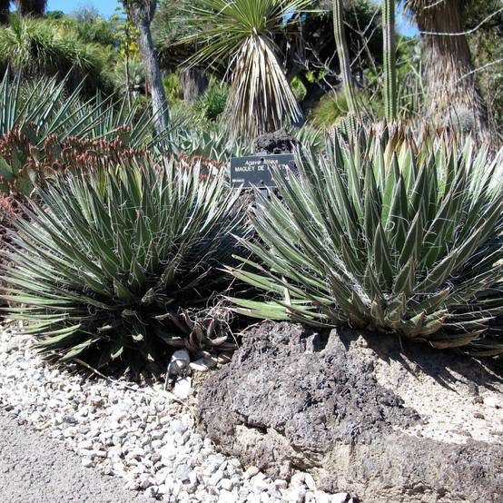 Agave filifera Godet de 8/9 cm