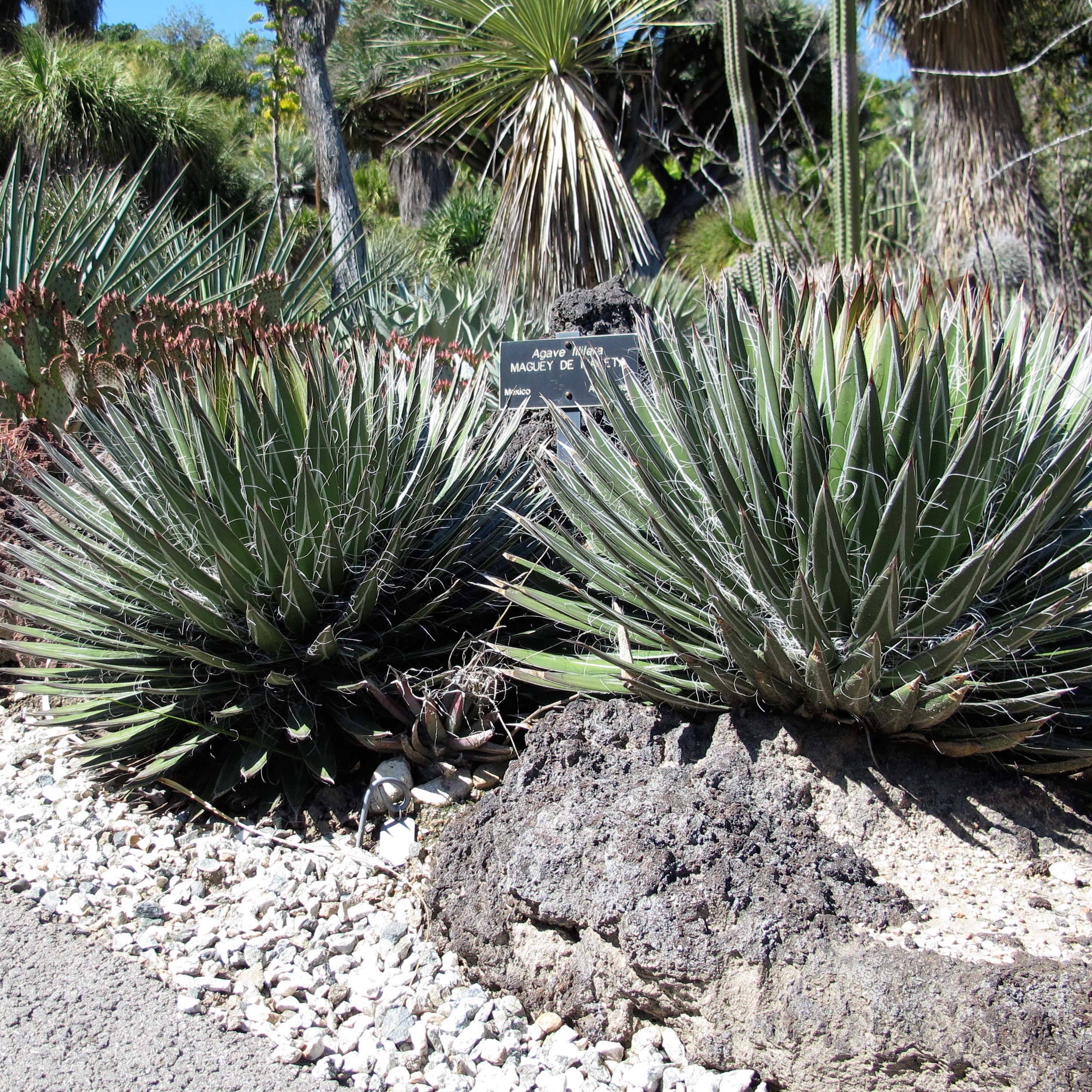 Agave filifera Godet de 8/9 cm