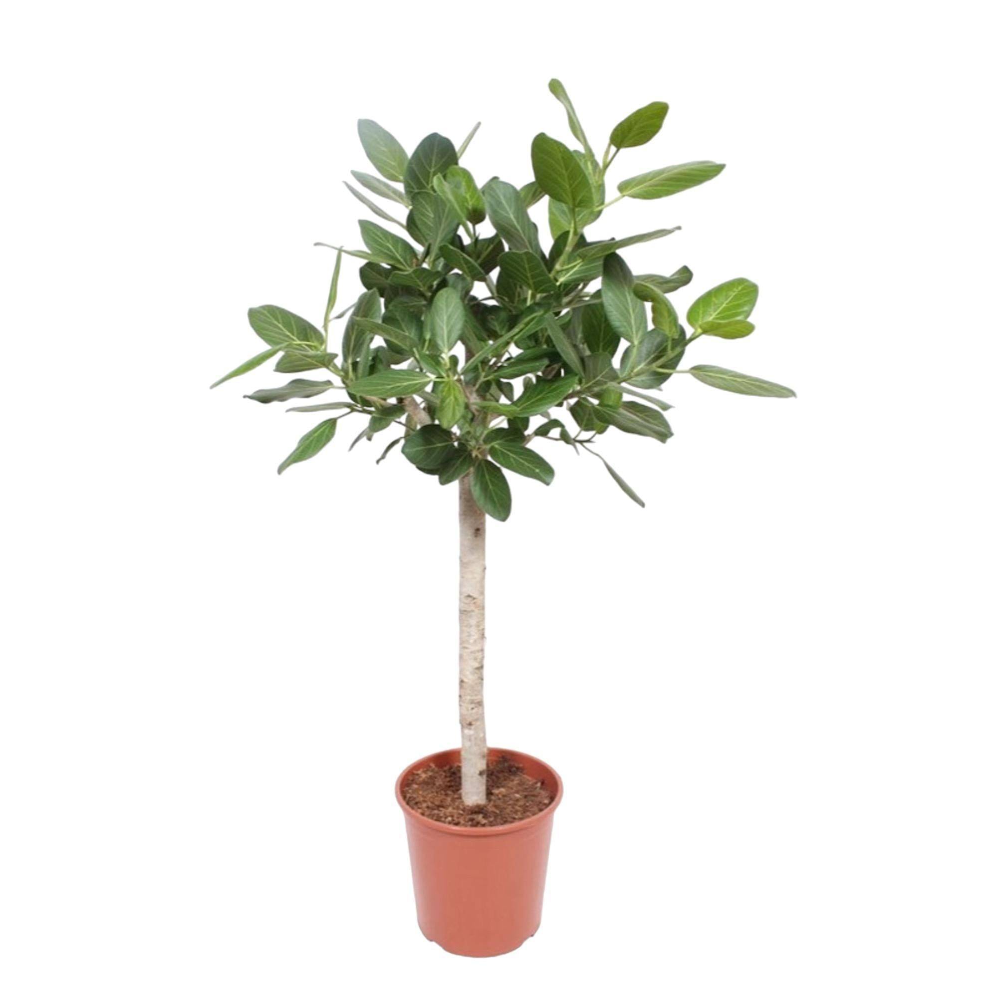 La Green Touch - Ficus Audrey Benghalensis 140cm - Plante d'intérieur- La Green Touch - Image 1