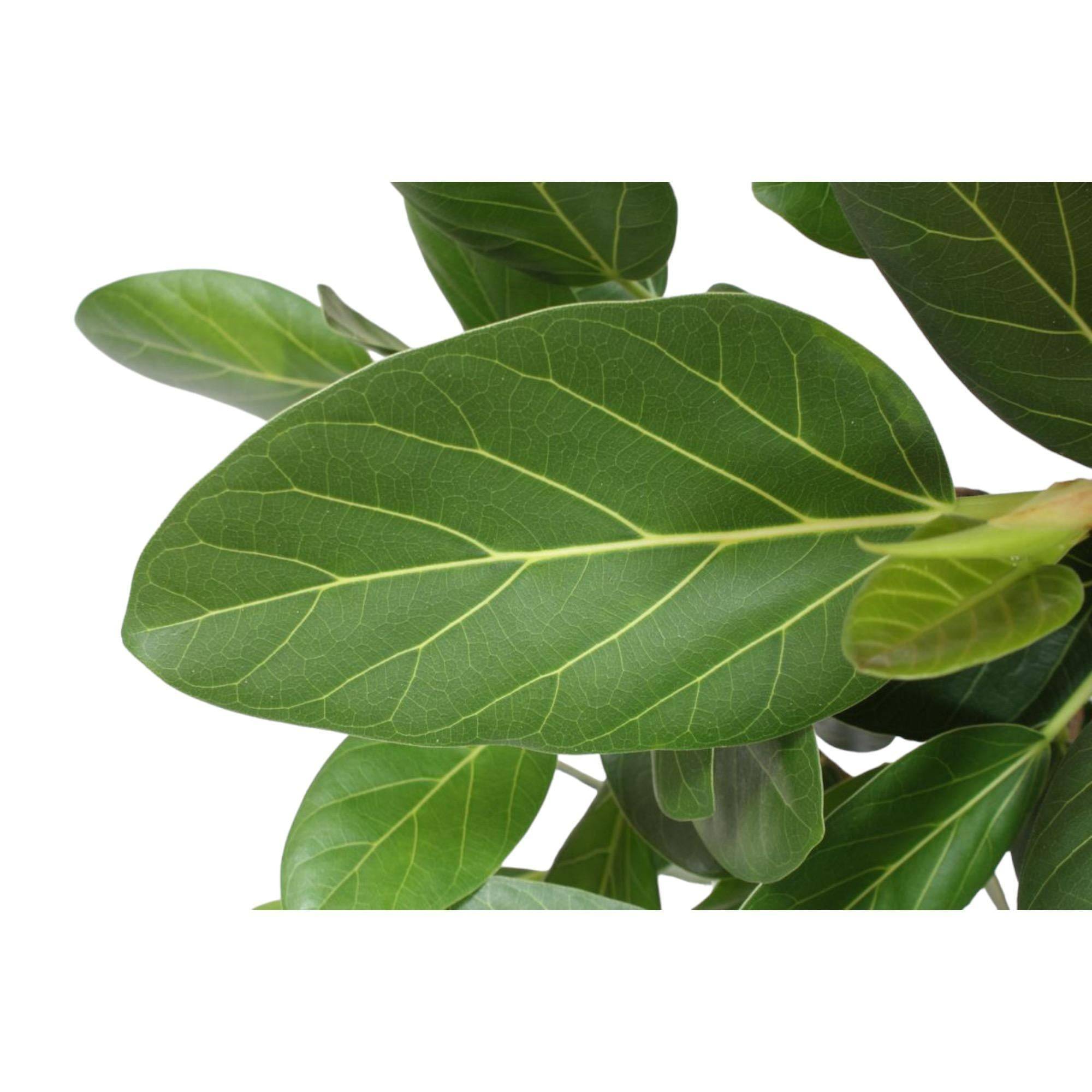 La Green Touch - Ficus Audrey Benghalensis 140cm - Plante d'intérieur- La Green Touch - Image 4