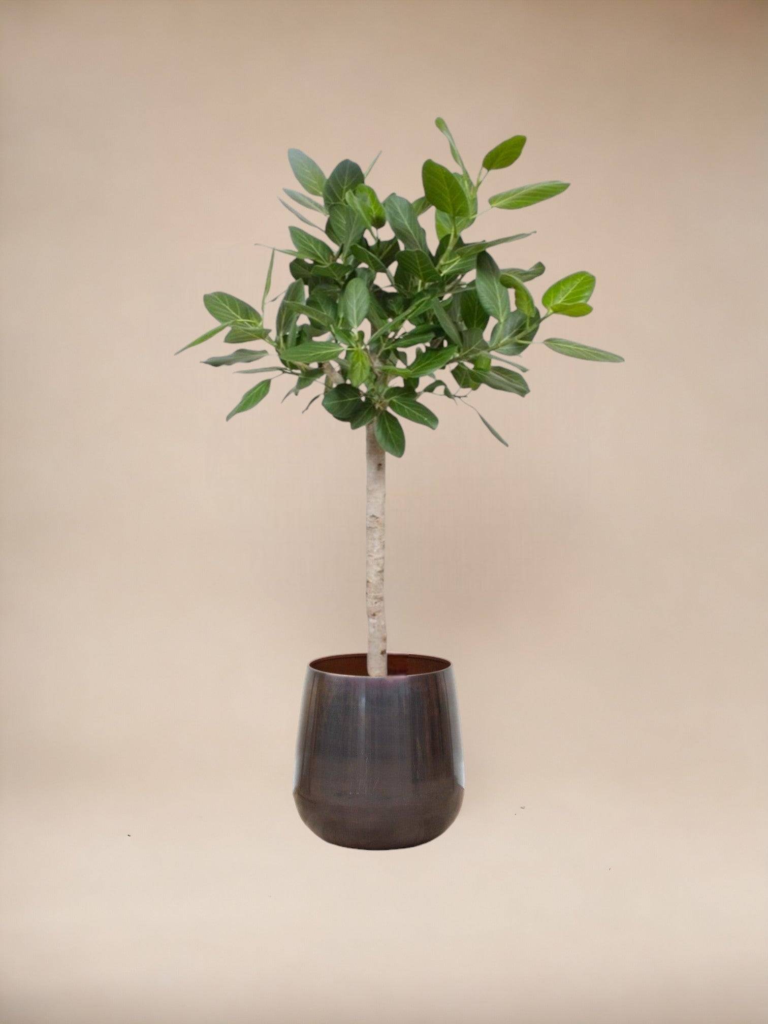 La Green Touch - Ficus Audrey Benghalensis 140cm - Plante d'intérieur- La Green Touch - Image 3
