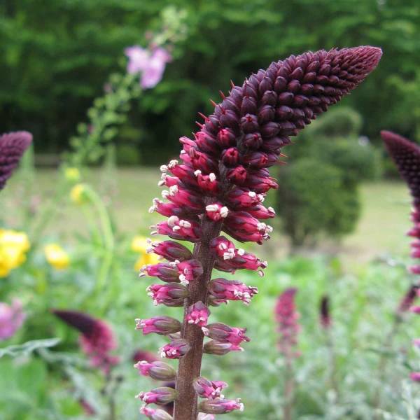Promesse de Fleurs - Lysimaque pourpre - Lysimachia atropurpurea Beaujolais Godet de 8/9 cm