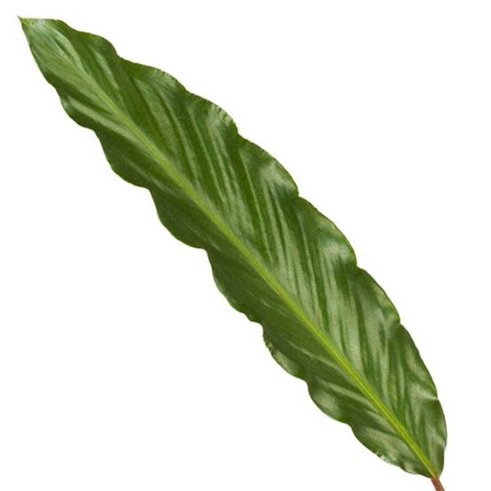 Calathea Wavestar - D19 H80cm - Image 2