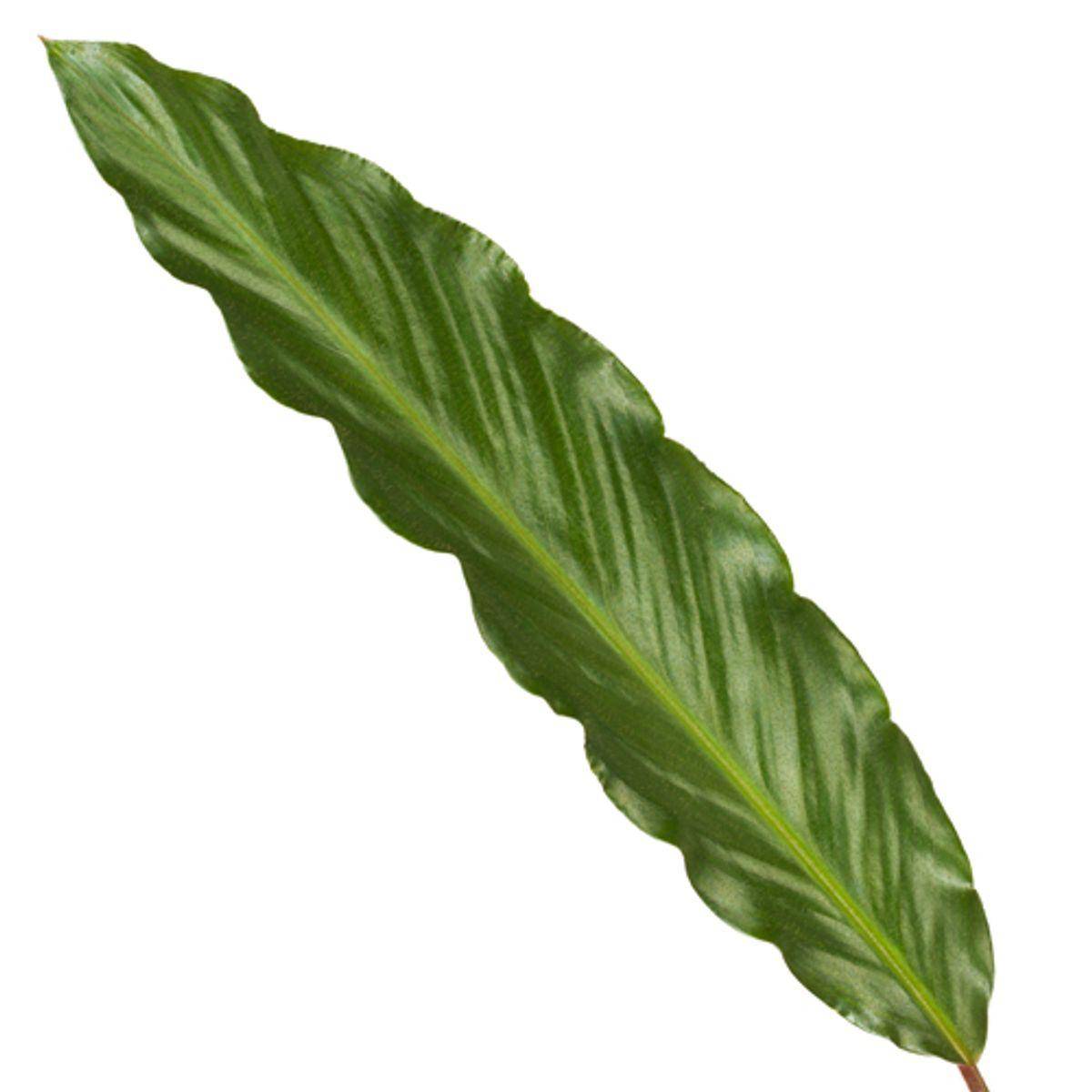Calathea Wavestar - D19 H80cm - Image 2