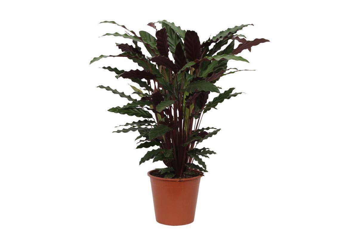 Calathea Wavestar - D19 H80cm - Image 1