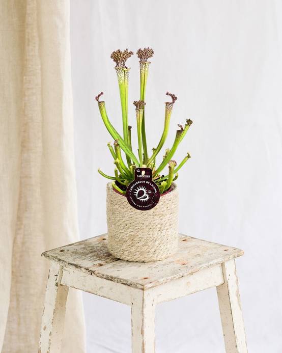 Sarracenia Farnhamii 40cm - Plante d'intérieur- La Green Touch - Image 2