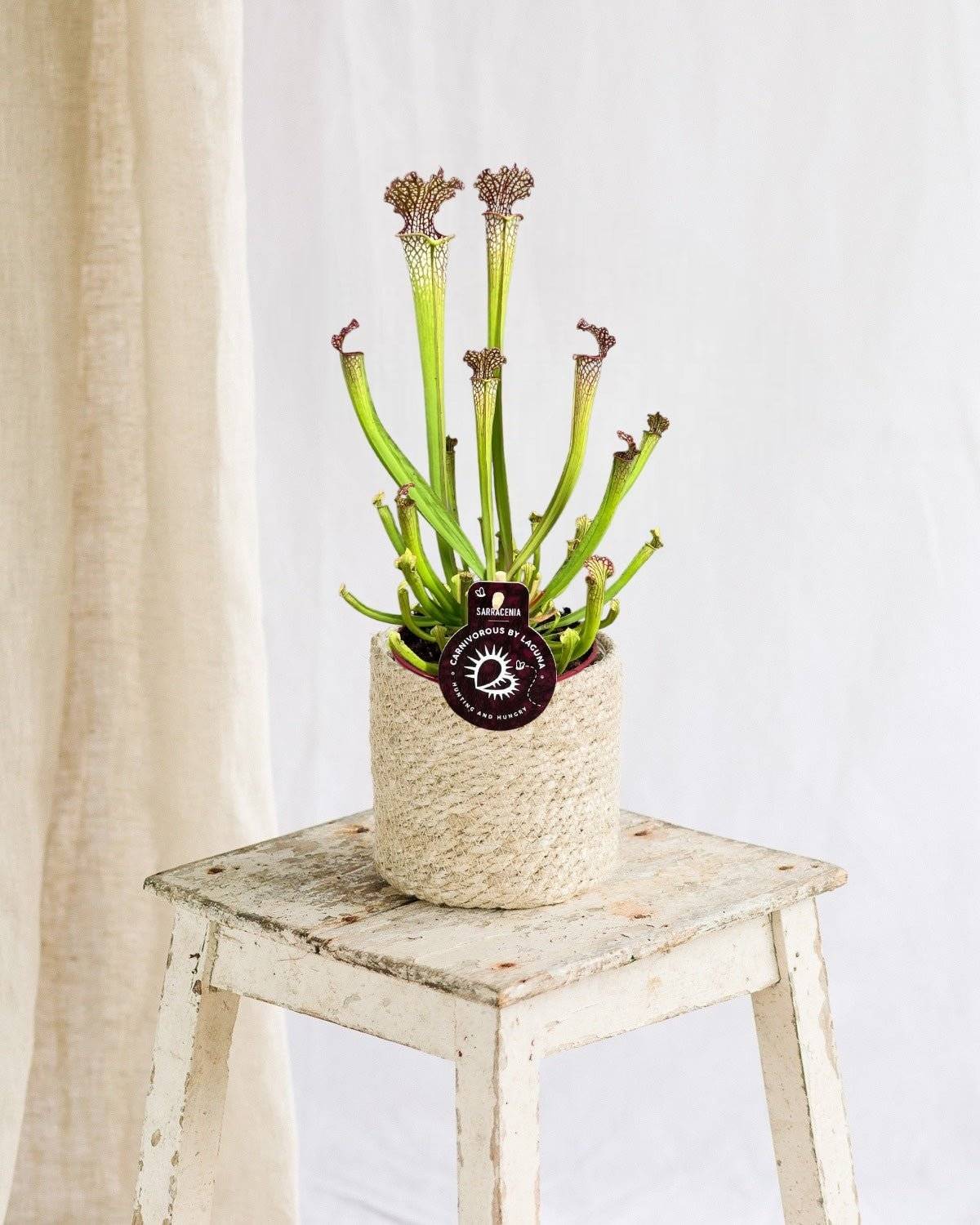 Sarracenia Farnhamii 40cm - Plante d'intérieur- La Green Touch - Image 2