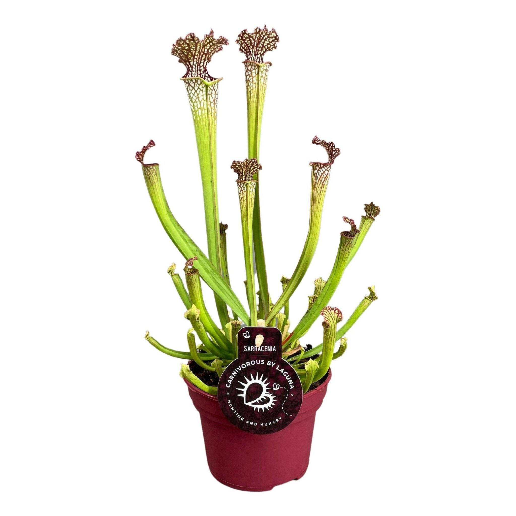 Sarracenia Farnhamii 40cm - Plante d'intérieur- La Green Touch - Image 1