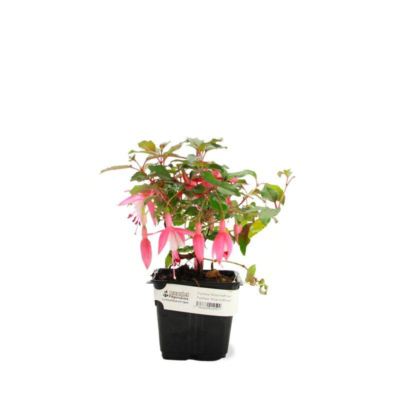 Fuchsia 'Alice Hoffmann' (Fuchsia 'Alice Hoffmann') - Godet - Taille 13/25cm - Pépinières Naudet - Image 2