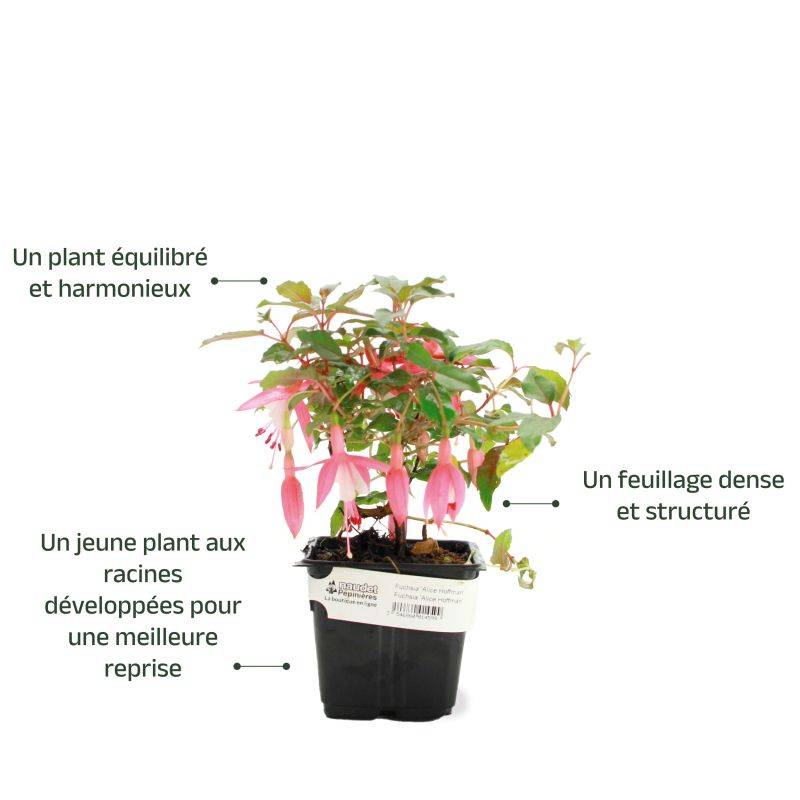 Fuchsia 'Alice Hoffmann' (Fuchsia 'Alice Hoffmann') - Godet - Taille 13/25cm - Pépinières Naudet - Image 3