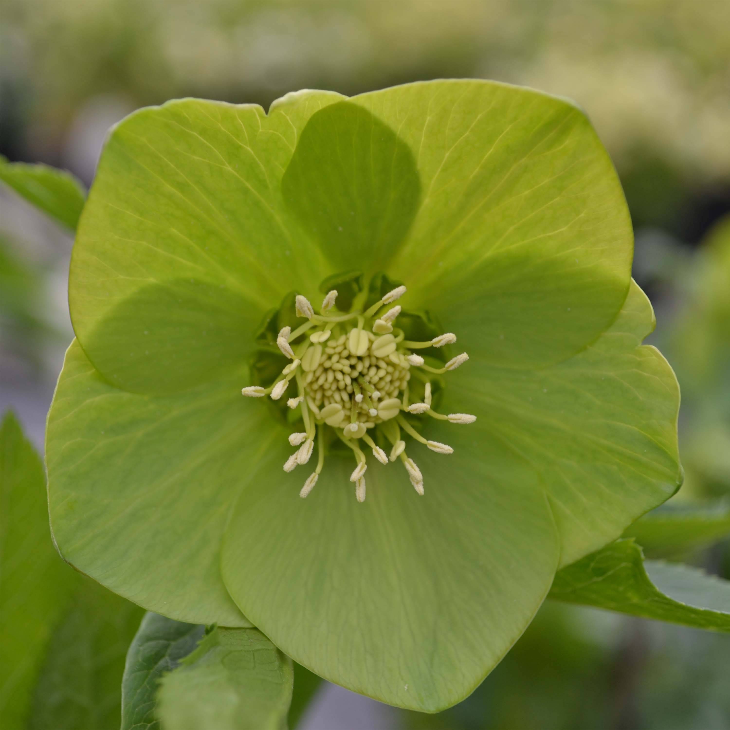 Promesse de Fleurs - Hellébore orientale Verte Pot de 2L/3L