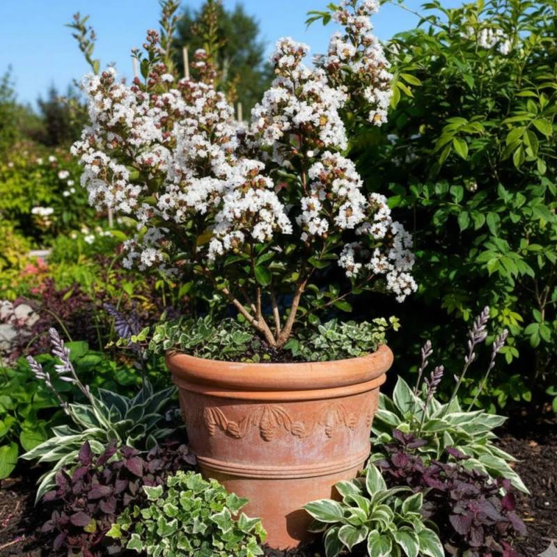Lilas des Indes Neige d'été®, Lagerstroemia à fleurs Blanche/ - feuillage Caduc - Pot de 7,5L - Tigette - 60/80 cm - Image 3