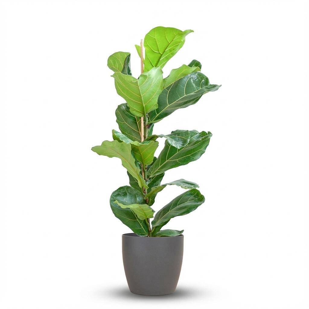Ficus Lyrata - Pot de 21cm - Hauteur 75 - 85cm - Gris - Plantes d'intérieur - Image 1