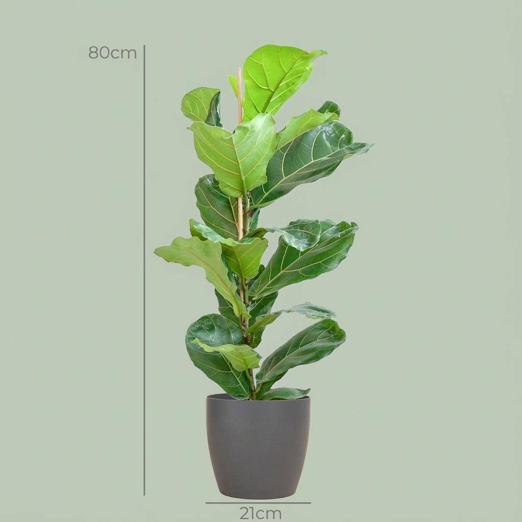Ficus Lyrata - Pot de 21cm - Hauteur 75 - 85cm - Gris - Plantes d'intérieur - Image 4