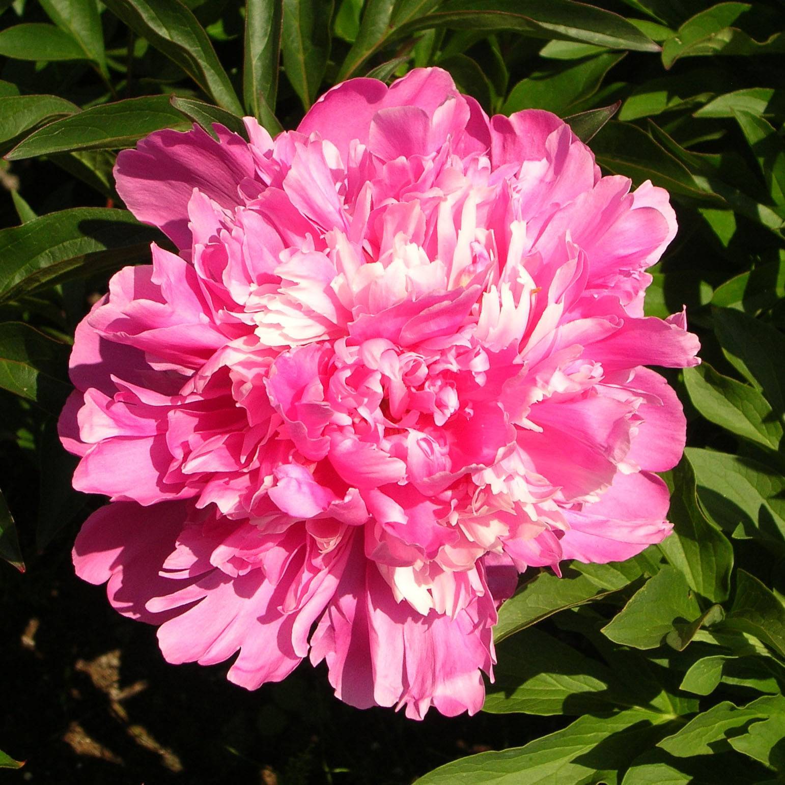 Pivoine lactiflora Edulis Superba Pot de 3L/4L