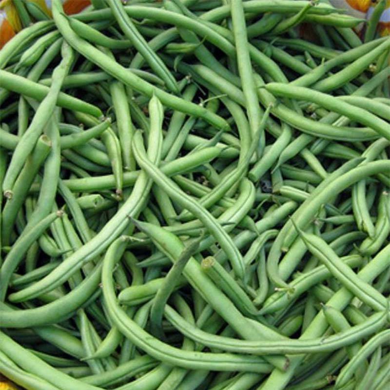Haricot nain mangetout Sansoucy le sachet de 250 graines environ (90g)