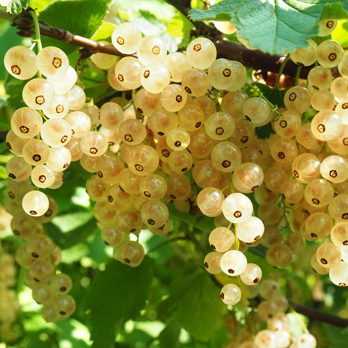 Groseillier à grappes blanches Werdavia - Ribes rubrum Pot de 2L/3L, Buisson