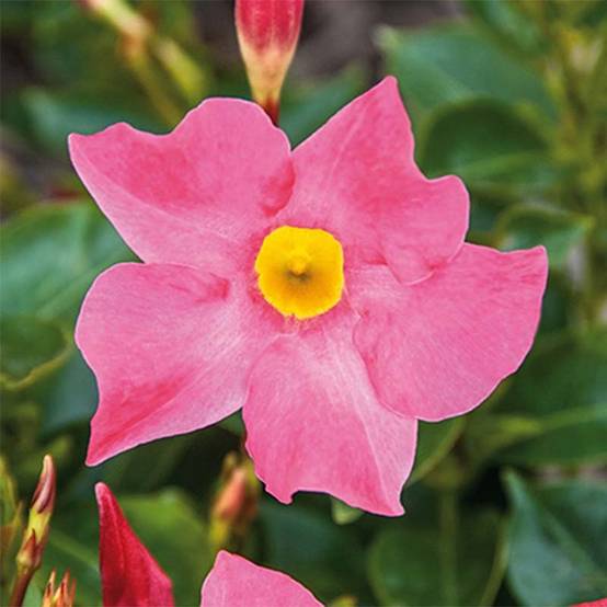 Dipladénia BELLA Pink Pot de 10 cm/11cm