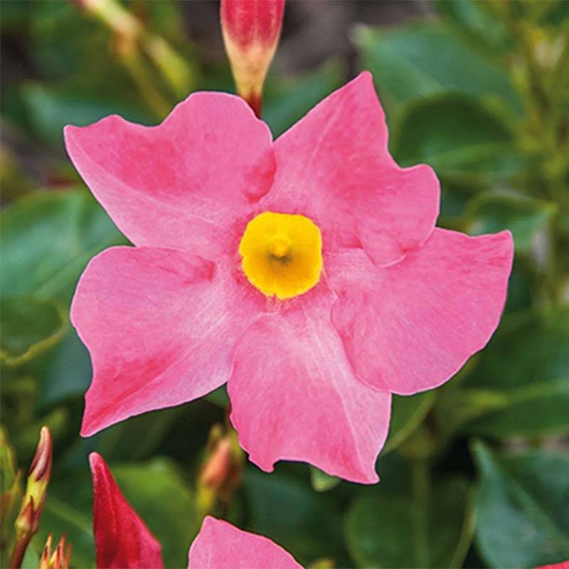 Dipladénia BELLA Pink Pot de 10 cm/11cm