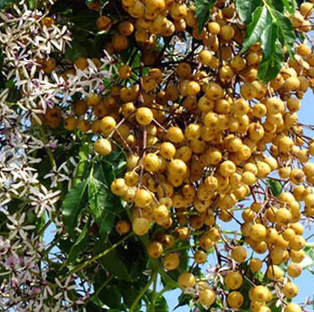 0 - Melia azedarach (lilas de Perse, margousier, faux Neem) Pot de 50L - 200/250cm - Par 14/15cm - Image 2