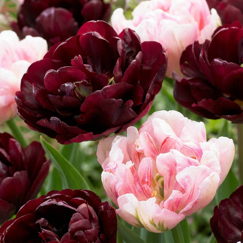 La Green Touch - Tulipe Sweet Desire en mélange - 24 bulbes - Image 1