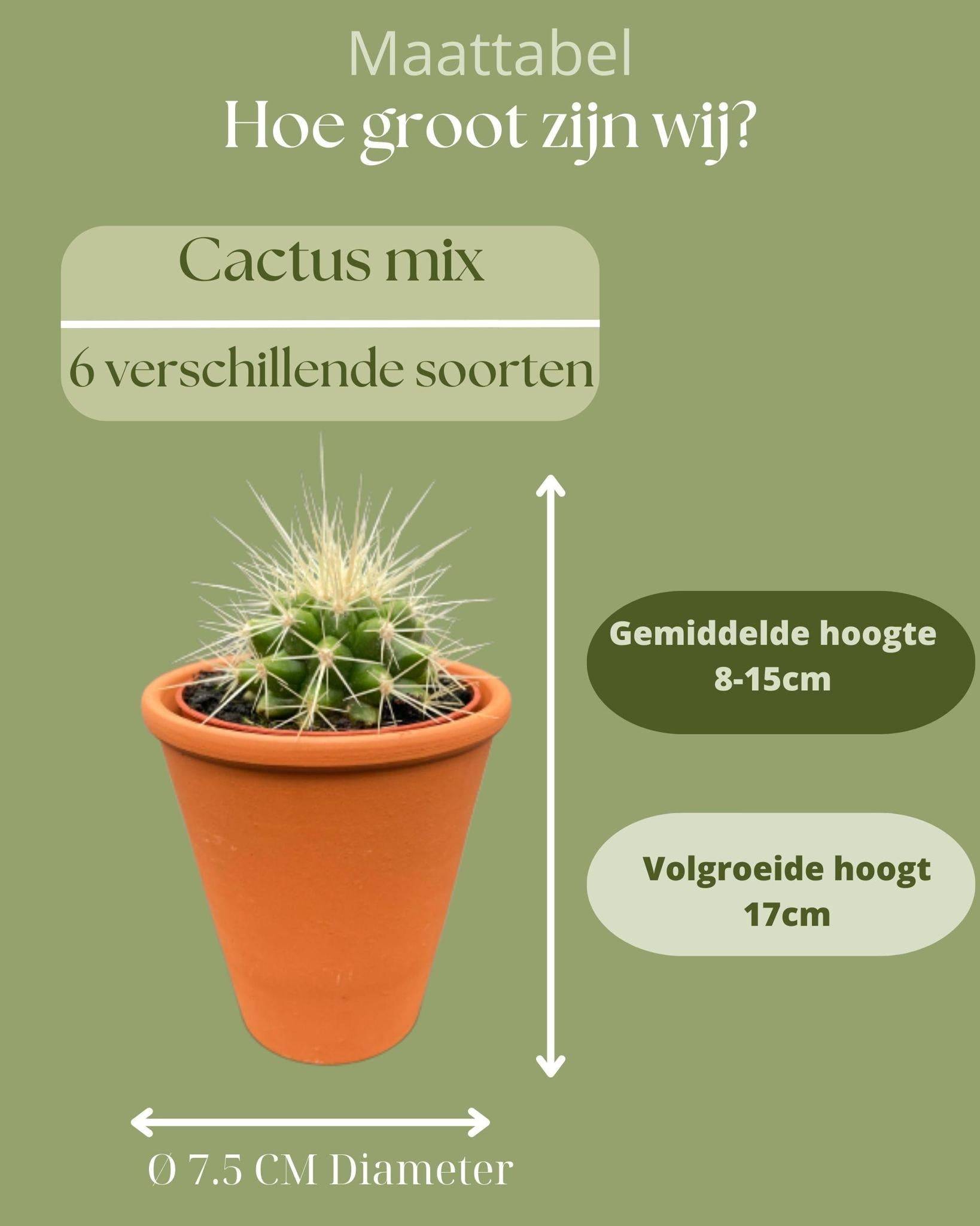 Ensemble de 6 Cactus en Terracotta- La Green Touch - Image 4