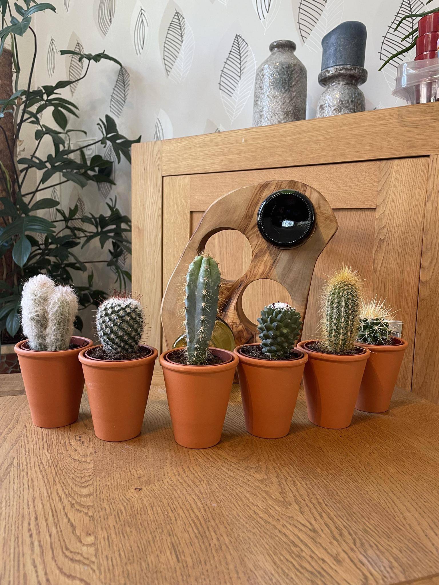 Ensemble de 6 Cactus en Terracotta- La Green Touch - Image 2