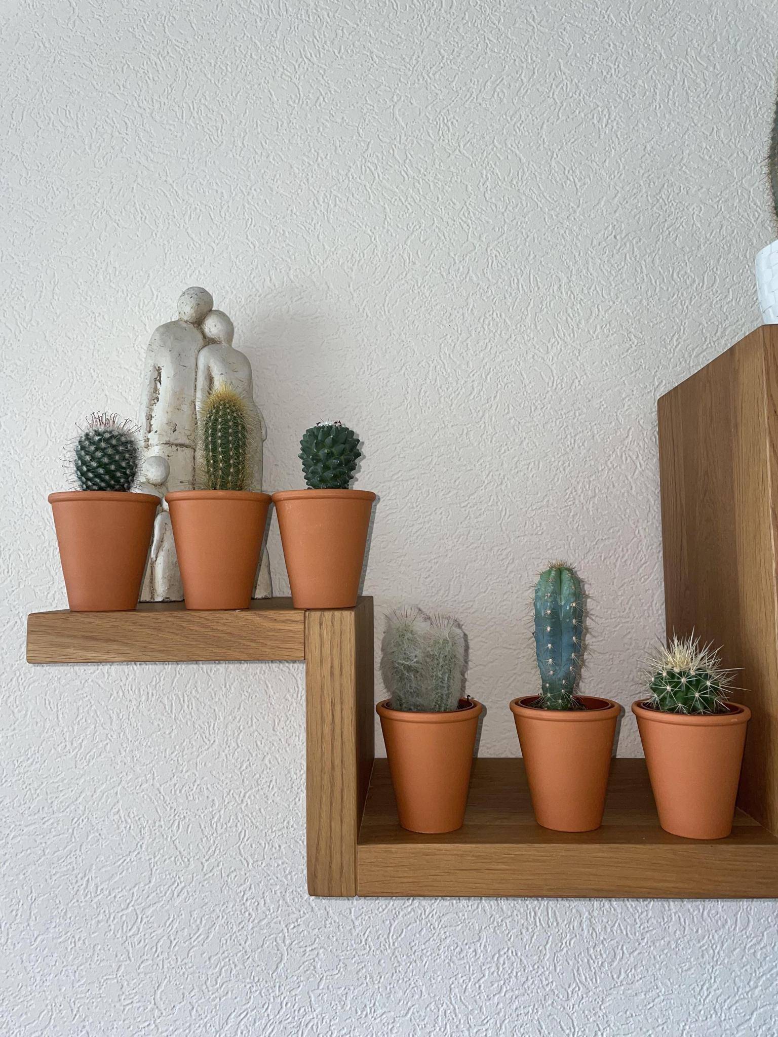 Ensemble de 6 Cactus en Terracotta- La Green Touch - Image 3