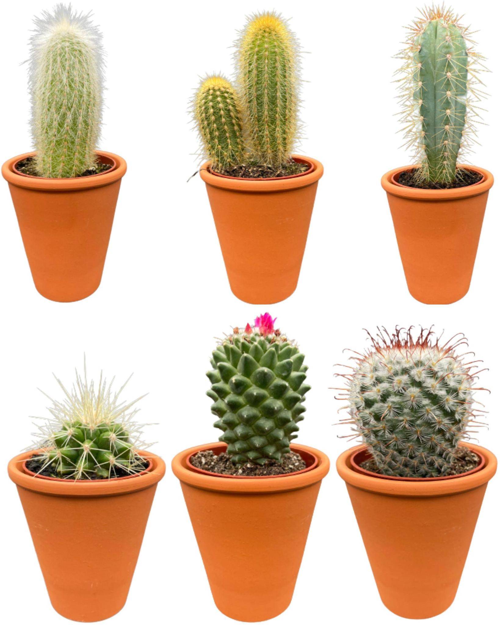Ensemble de 6 Cactus en Terracotta- La Green Touch - Image 1