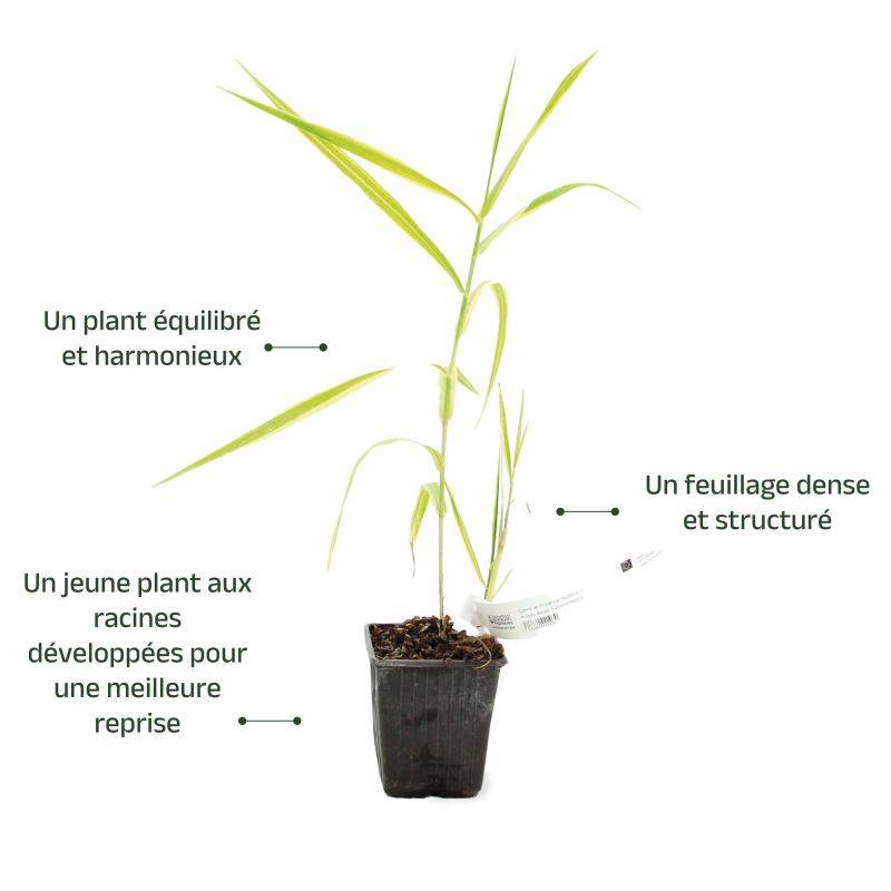 Canne de Provence 'Aureovariegata' (Arundo donax 'Aureovariegata') - Godet 9cm - Pépinières Naudet - Image 3