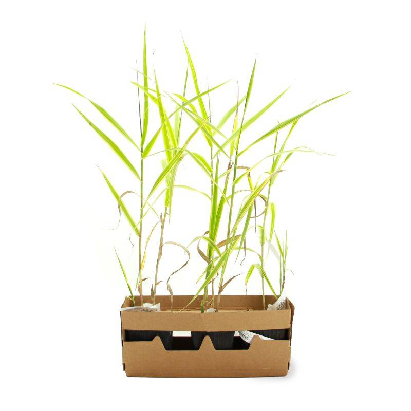 Canne de Provence 'Aureovariegata' (Arundo donax 'Aureovariegata') - Godet 9cm - Pépinières Naudet - Image 4