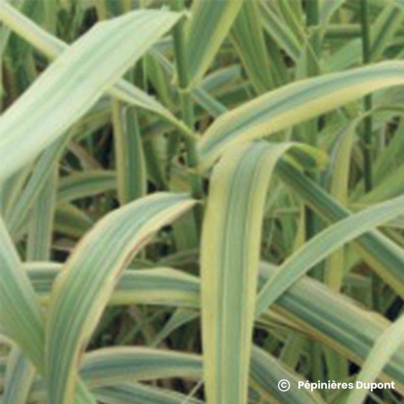 Canne de Provence 'Aureovariegata' (Arundo donax 'Aureovariegata') - Godet 9cm - Pépinières Naudet - Image 1