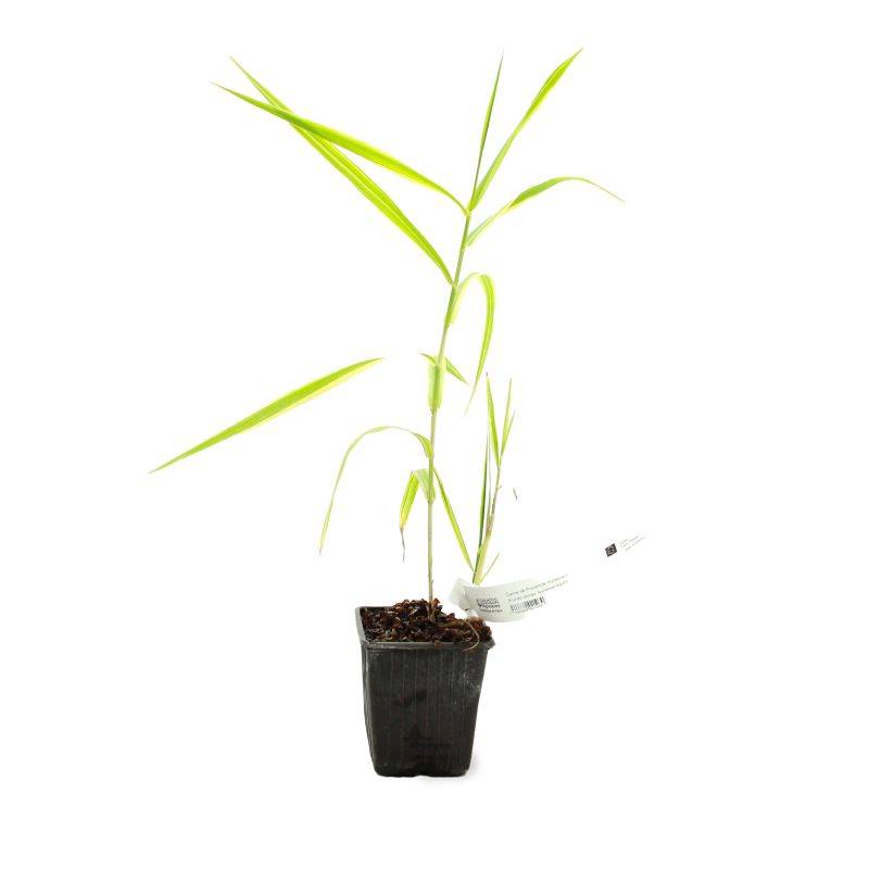 Canne de Provence 'Aureovariegata' (Arundo donax 'Aureovariegata') - Godet 9cm - Pépinières Naudet - Image 2