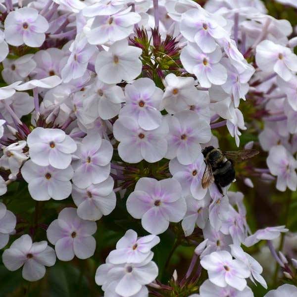 Promesse de Fleurs - Phlox Fashionably Early Crystal - Phlox hybride Godet de 8/9 cm