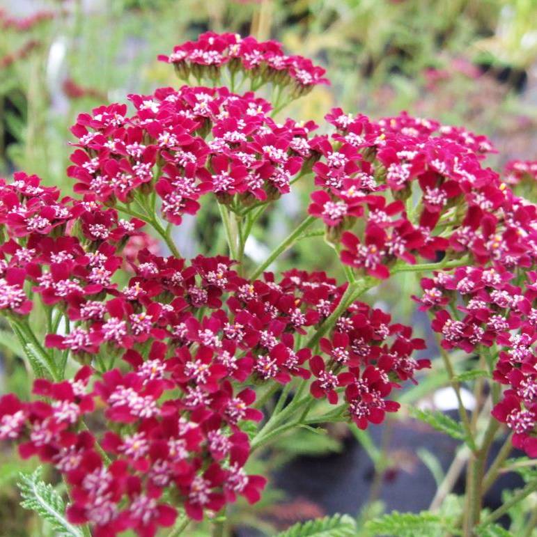 Promesse de Fleurs - Achillée millefeuille Cassis - Achillea millefolium Godet de 8/9 cm