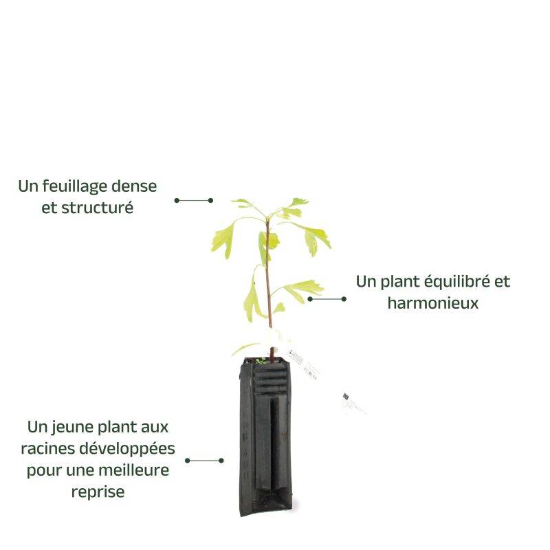 Arbre aux quarante écus (Ginkgo biloba) - Godet - Taille 20/50cm - Pépinières Naudet - Image 4