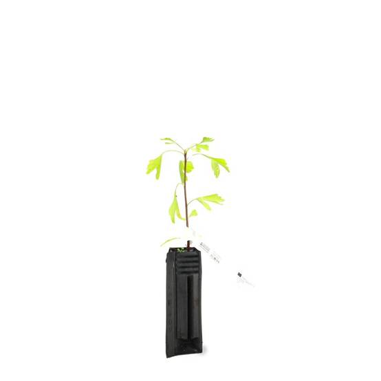 Arbre aux quarante écus (Ginkgo biloba) - Godet - Taille 20/50cm - Pépinières Naudet - Image 3