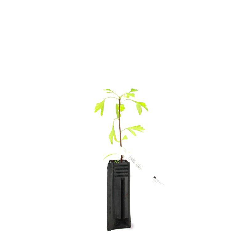 Arbre aux quarante écus (Ginkgo biloba) - Godet - Taille 20/50cm - Pépinières Naudet - Image 3