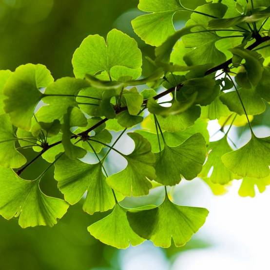 Arbre aux quarante écus (Ginkgo biloba) - Godet - Taille 20/50cm - Pépinières Naudet - Image 2