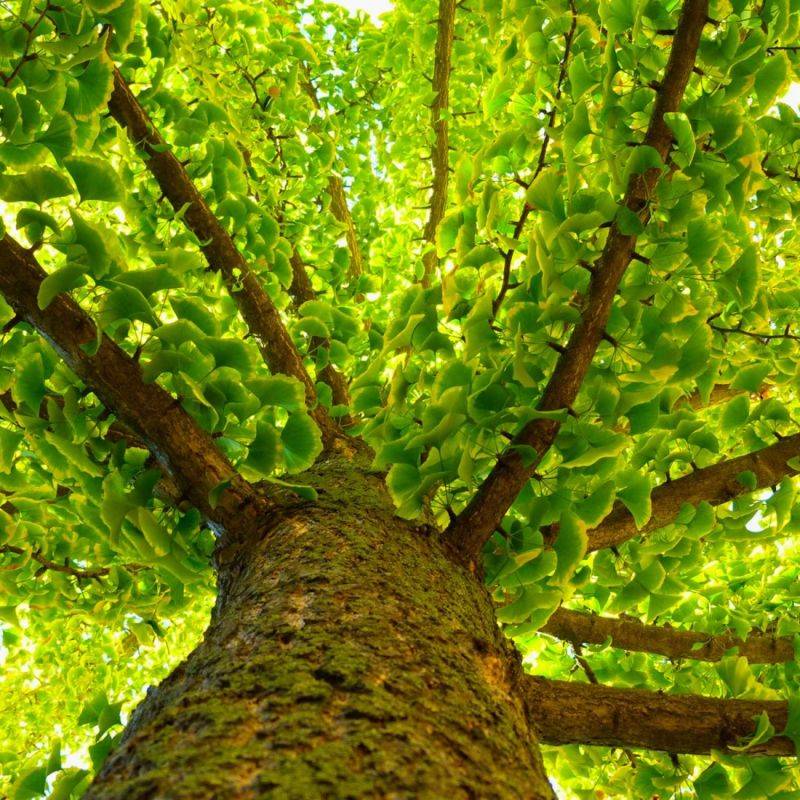 Arbre aux quarante écus (Ginkgo biloba) - Godet - Taille 20/50cm - Pépinières Naudet - Image 1