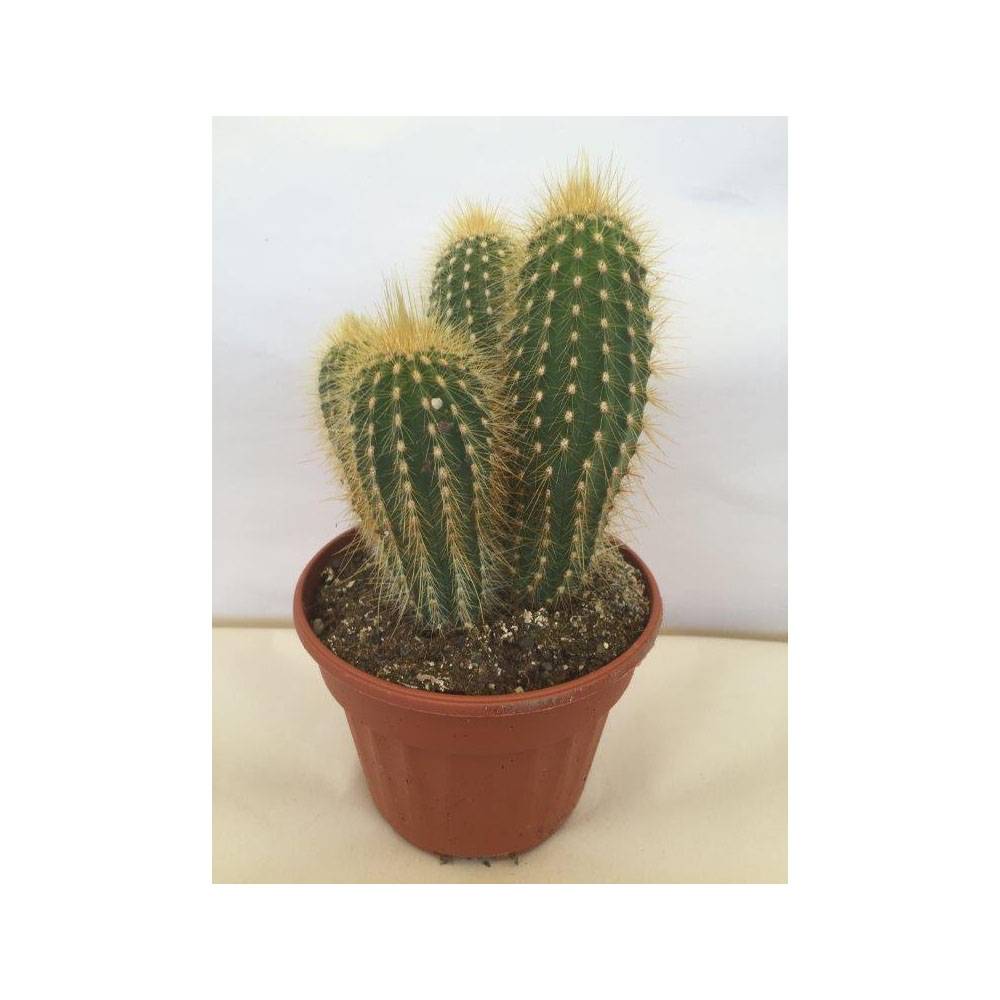 Vatricania guentheri - Cactus cierge Pot de 12 cm / 13 cm - Gamm vert