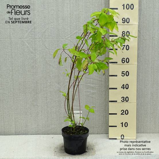 Promesse de Fleurs - Cornus alba Aurea - Cornouiller blanc Pot de 2L/3L - Image 2