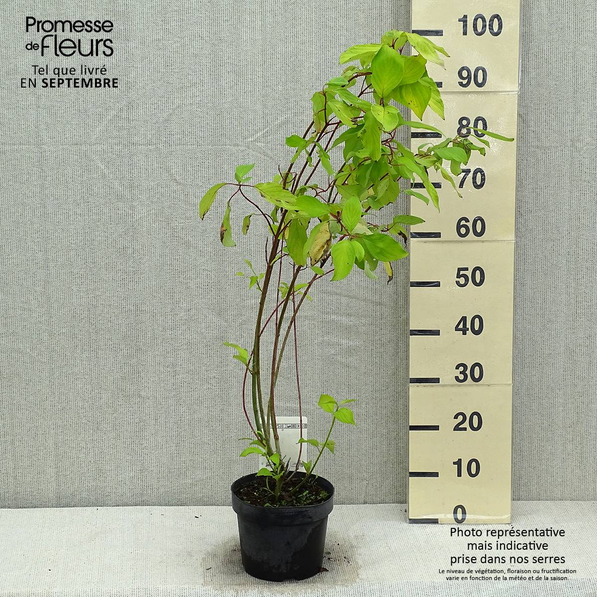 Promesse de Fleurs - Cornus alba Aurea - Cornouiller blanc Pot de 2L/3L - Image 2