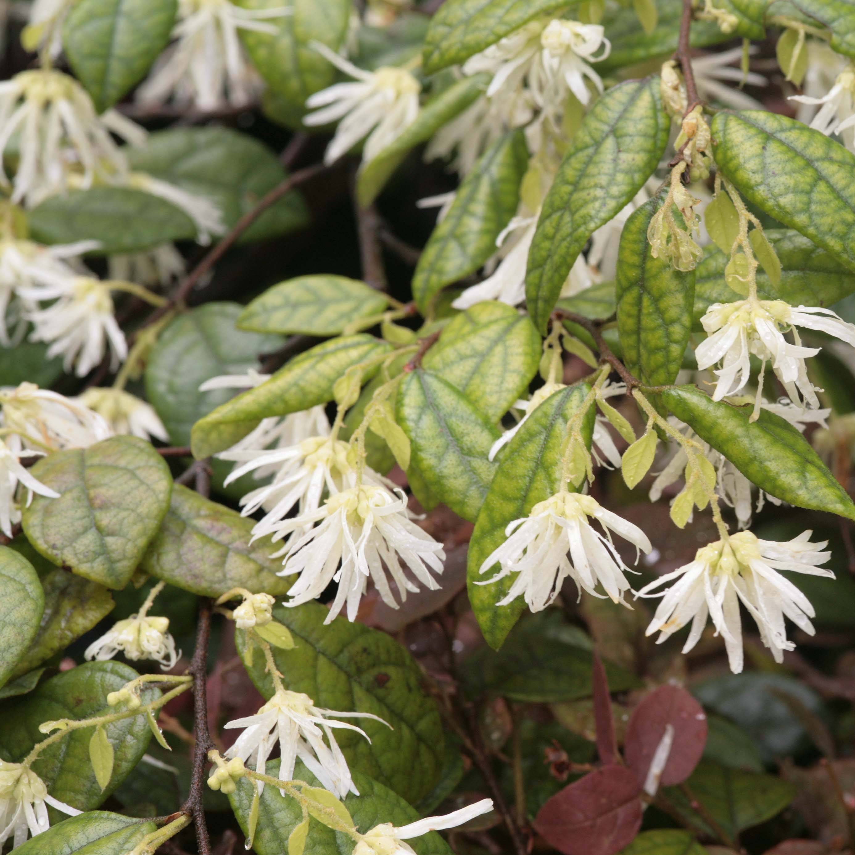 Promesse de Fleurs - Loropetalum chinense - Loropétale de Chine Pot de 7,5L/10L