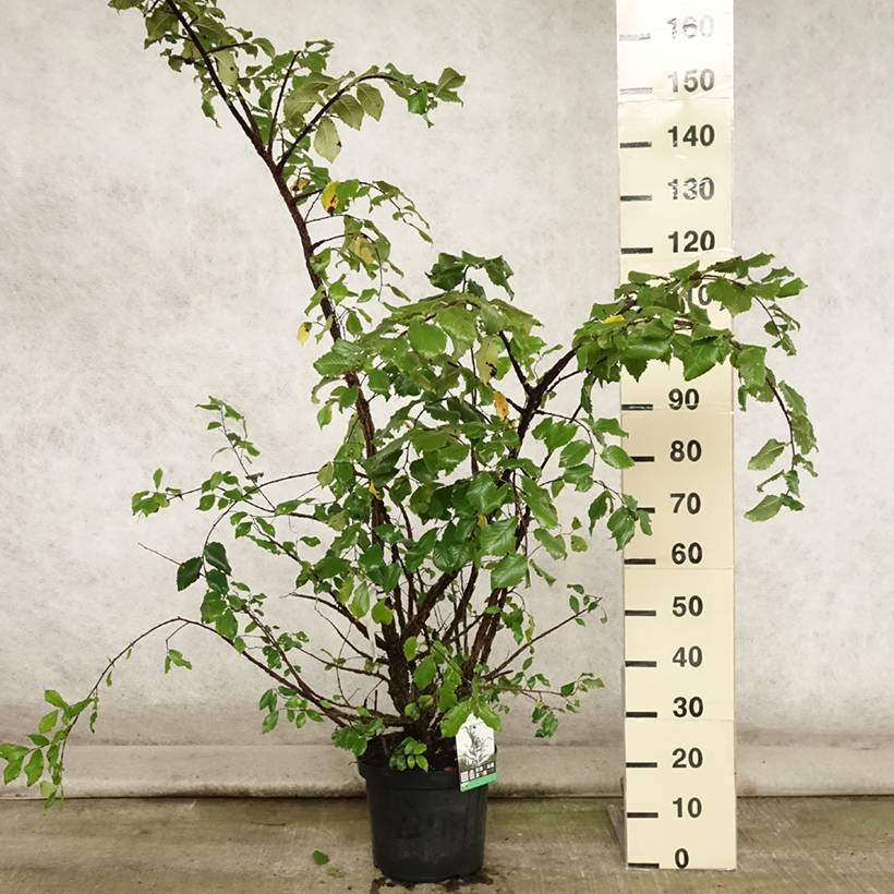 Ulmus minor suberosa - Orme champêtre Pot de 7,5L/10L - Image 2