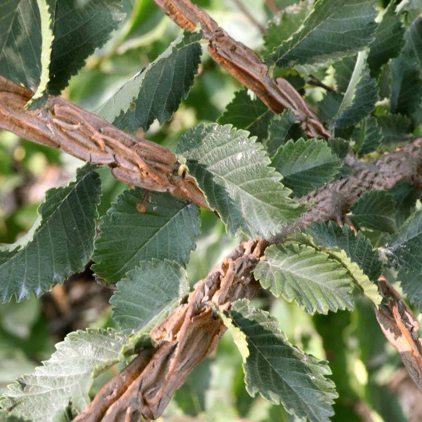 Ulmus minor suberosa - Orme champêtre Pot de 7,5L/10L