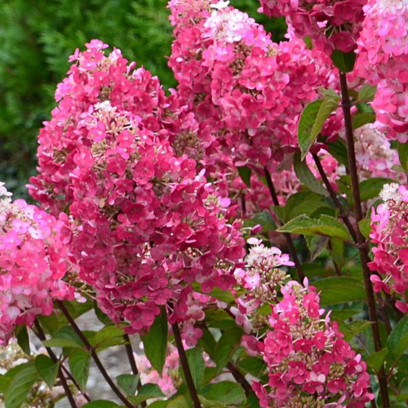 Hortensia paniculata Framboisine ® 'Rensam', Hydrangea paniculata à fleurs Rose/Blanche - feuillage Caduc - Pot de 4L - 40/60 cm - Image 1